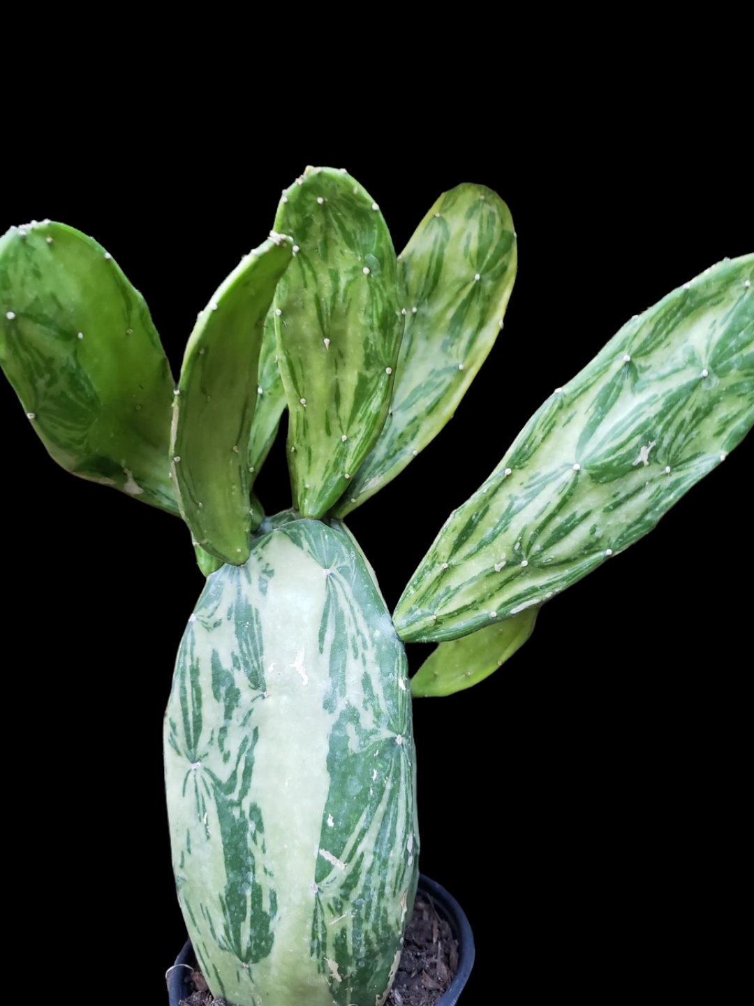 Opuntia cochenillifera Varigata - Thumbnail 2