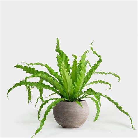 victoria birds nest fern Asplenium 'Victoria' – Jordan's Jungle