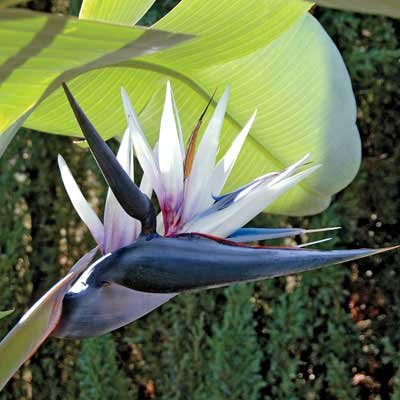 Strelitzia Nicolai - White Bird Of Paradise