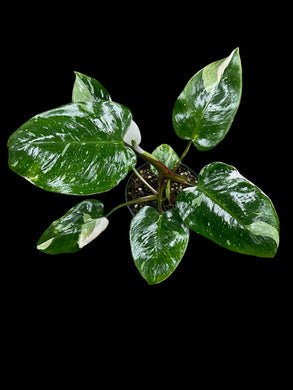 Philodendron White Princess