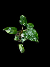 Philodendron White Princess