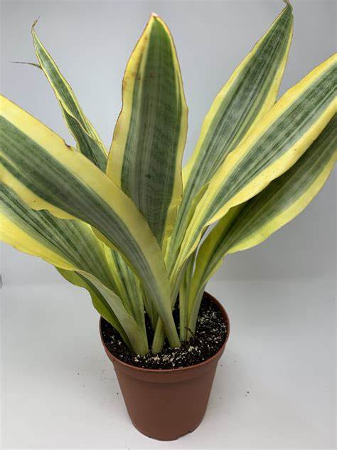snake plant with yellow Sansevieria Yellowstone – Jordan's Jungle
