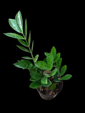 Zamioculcas Zamiifolia - ZZ Plant